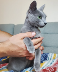 Inta