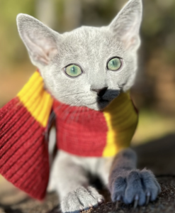 russian blue kitten